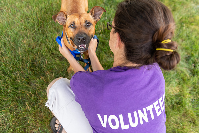 Animal Rescue Funding - What We Are About
